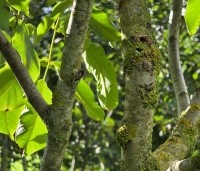 Juglans regia 'Lange van Lod'  - Walnoot, Reuzennoot - 2