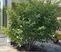 Hamamelis 'Arnolds Promise' - Toverhazelaar - 1