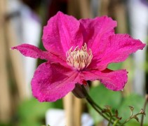 Bosrank 'Ernest Markham' in volle bloei (klimplant)