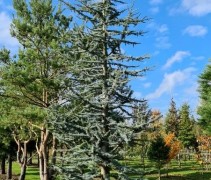Cedrus libani 'Glauca' op kwekerij Ten Hoven 2020