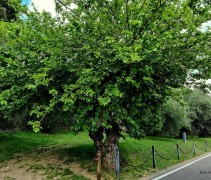 Morus Nigra