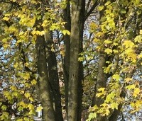 Acer platanoides - Noorse Esdoorn - 9