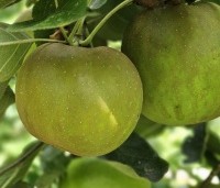Malus dom. 'Schone van Boskoop' - Malus dom. 'Schone van Boskoop' - 1