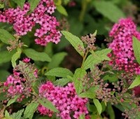 Spiraea japonica 'Anthony Waterer' - Spierstruik 'Anthony Waterer' - 2