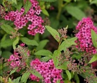 Spiraea japonica 'Anthony Waterer' - Spierstruik 'Anthony Waterer' - 1