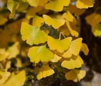 Ginkgo biloba - Japanse Notenboom - 3