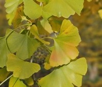 Ginkgo biloba - Japanse Notenboom - 4