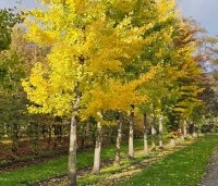 Ginkgo biloba - Japanse Notenboom - 2