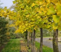 Ginkgo biloba - Japanse Notenboom - 1
