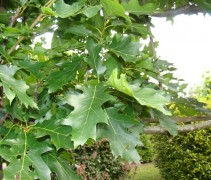 Blad Quercus rubra