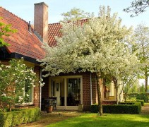 Sierappel 'Evereste', hoogstam boom in bloei