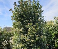 Viburnum tinus - Sneeuwbal - 6