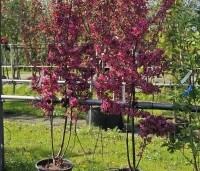 Malus 'Veitch's Scarlet' - Sierappel 'Veitch's Scarlet' - 5