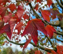 acer rufinerve