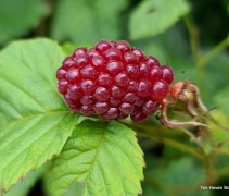 Kruising tussen framboos en bramenstruik geeft de productieve struik Rubus Tayberry