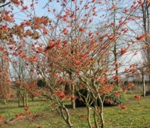 Toverhazelaar, hamamelis 'Jelena'