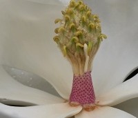 Magnolia grandiflora 'Galissoniere' - Magnolia grandiflora 'Galissoniere' - 1