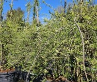 Exochorda macrantha 'The Bride'  - Parelstruik 'The Bride' - 1