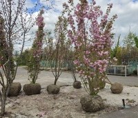 Prunus serrulata 'Kanzan' - Sierkers, kanzan - 10