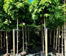 Liquidambar styraciflua 'Gum Ball'