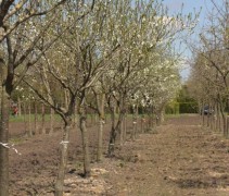 Prunus domestica