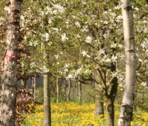 Ruwe berk in bloemenveld