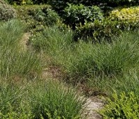 Pennisetum alopecuroides - Lampenpoetsersgras alopecuroides - 1