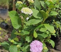 Hydrangea macrophylla Endless Summer Roze - Bolhortensia - 3