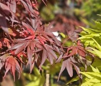 Acer palmatum 'Shaina' - Japanse Esdoorn 'Shaina' - 3