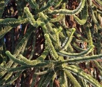 Araucaria araucana - Apenboom, slangenden - 3
