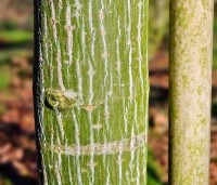Acer davidii  - Chinese esdoorn - 1