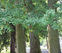 Japanse Notenbomen kunnen volgroeien naar een hoogte van 15-25 meter afhankelijk van standplaats en bodem