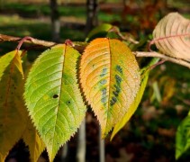 Prunus x subhirtella 'Autumnalis' herfst