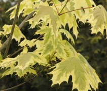 blad Acer platanoides ‘Drummondii’