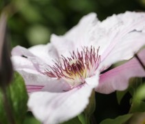 Bosrank 'Hagley Hybrid' bloem