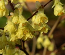 Corylopsis Pauciflora