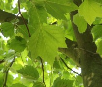 Platanus x hispanica 'Malburg' blad