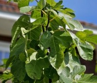 Ficus carica - Vijg - 10
