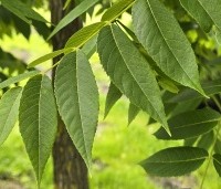 Juglans nigra - Zwarte Notenboom - 2