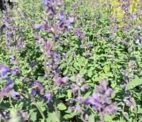 Nepeta racemosa 'Walker's Low' - Kattenkruid - 2