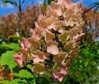 Hydrangea Quercifolia 'Ruby Slippers' - Roze bloeiende eikenblad hortensia - 1
