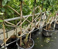 Prunus dom. 'Opal' - Prunus dom. 'Opal' - Dubbele U  leivorm