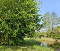 Fagus sylvatica - Groene beuk - toepassing landschappelijk nabij natuurvijver