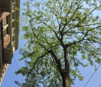 Gleditsia triacanthos 'Inermis' - Valse Christusdoorn 'Inermis' - 3