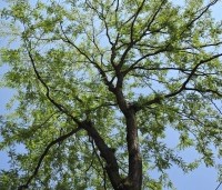 Gleditsia triacanthos 'Inermis' - Valse Christusdoorn 'Inermis' - 2