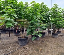 Catalpa bignonioïdes