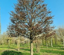 Cercidiphyllum japonicum