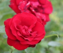 Rosa (K) Santana