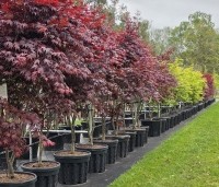 Acer palmatum 'Bloodgood' - Japanse esdoorn - voorjaar 2026 kwekerij THB Apeldoorn