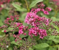 Spiraea japonica 'Anthony Waterer' - Spierstruik 'Anthony Waterer' - 5